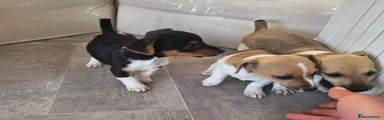 Female pup