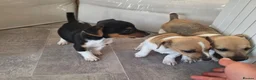 Jack Russell dogs for sale: Jack Russell pups in Leighton Buzzard - Advert 3