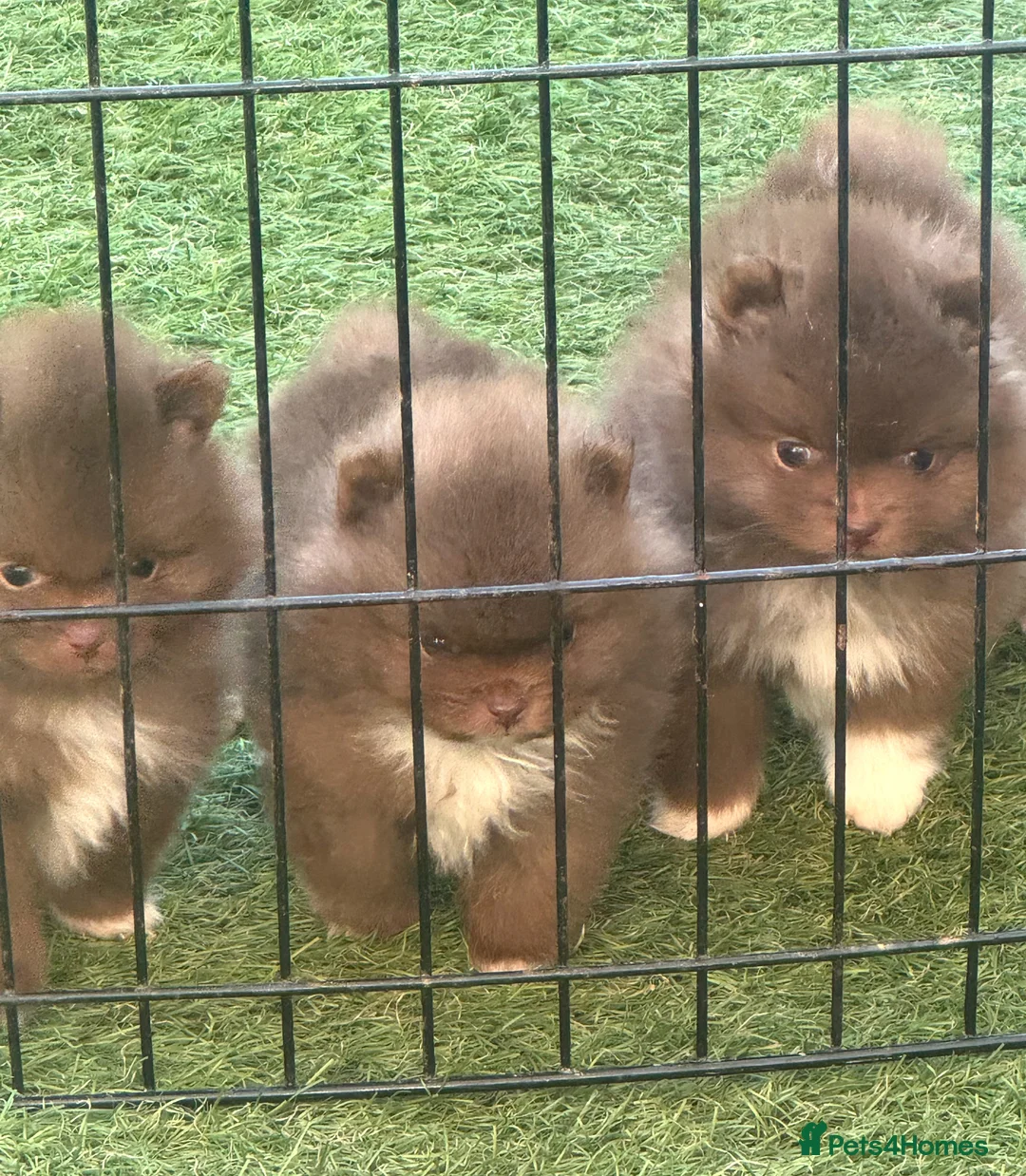 Pomeranian dogs for sale: Super quality pomeranian puppies kc registered - Advert 2