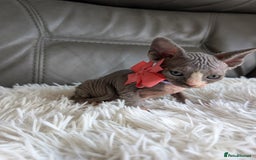 Sphynx cats for sale: Sphynx kittens - Image 22