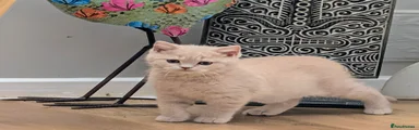 RESERVED -British Shorthair Female Kitten 2