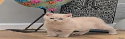 British Shorthair cats for sale: 💕Exceptional Cream British Shorthair Kittens💕💕 - Advert 7