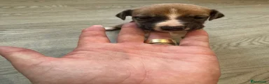 Purple collar