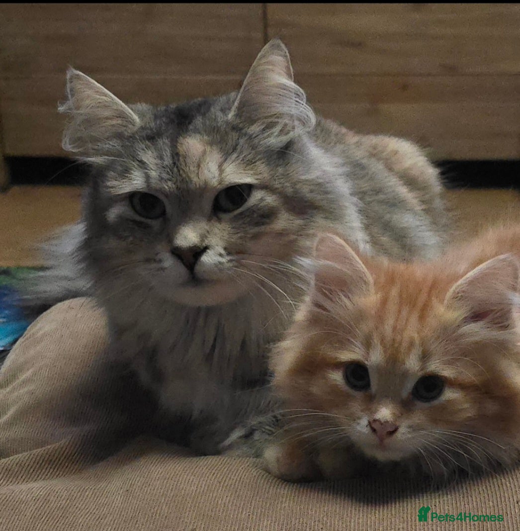 Siberian cats Siberian kittens waiting list - Advert 1