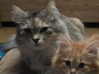 Siberian cats Siberian kittens waiting list - Advert 1