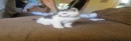 Mixed Breed cats for sale: Special little girly  - Advert 1