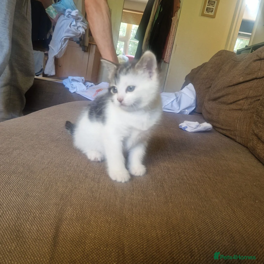 Mixed Breed cats for sale: Special little girly  - Advert 1