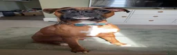 Boxer dogs for stud: Boxer Stud - Advert 6