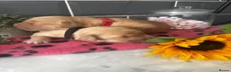 Golden Retriever dogs for sale: 5 exceptional golden retrievers  - Advert 14