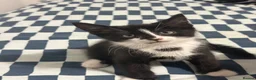 Mixed Breed cats for sale: 7 Adorable Kittens Looking for Loving Homes - Advert 15