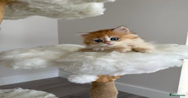 British Shorthair cats - Advert 16