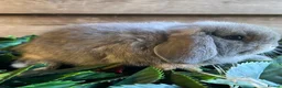 Mini Lion Lop rabbits for sale: Mini lion lops  - Advert 17