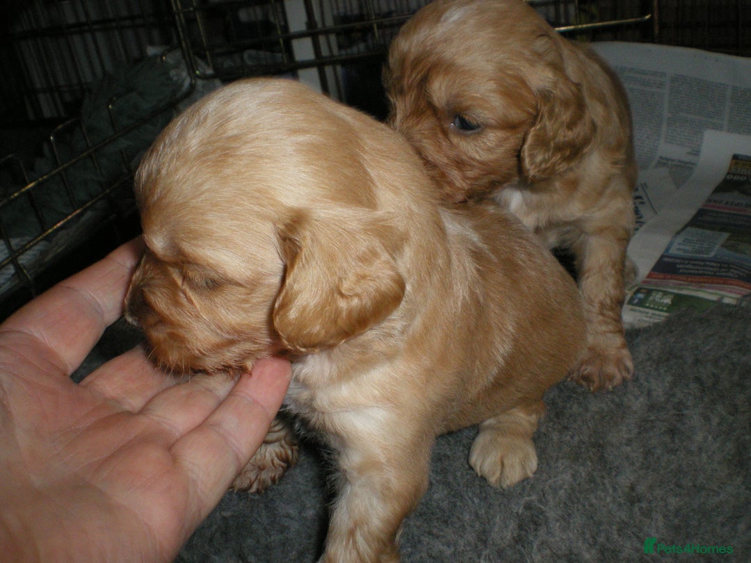 Cocker Spaniel dogs for sale: KC reg working cocker spaniel - Advert 1