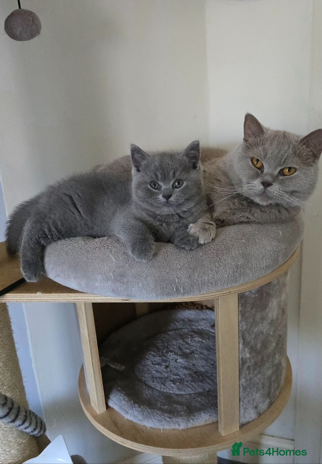 British Shorthair cats Gorgeous BSH boy - Advert 2
