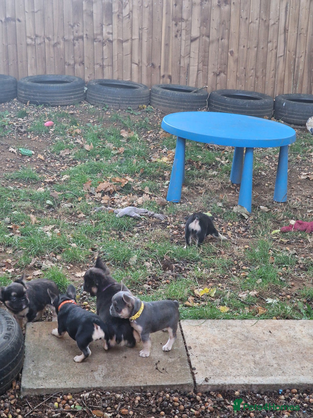 French Bulldog dogs for sale: *LAST2* Fluffy french bulldog puppies - Image 13