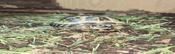 Mixed Breed reptiles for sale: Reptiles & Inverts For Sale at MMA Reptiles in Worksop - Advert 3