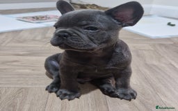 French Bulldog dogs for sale: Blue male French bulldog  - Image 3