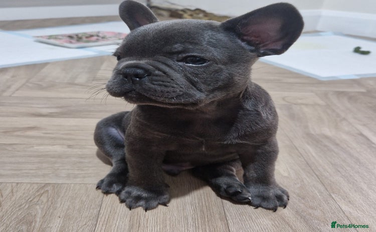 French Bulldog dogs - Advert 1