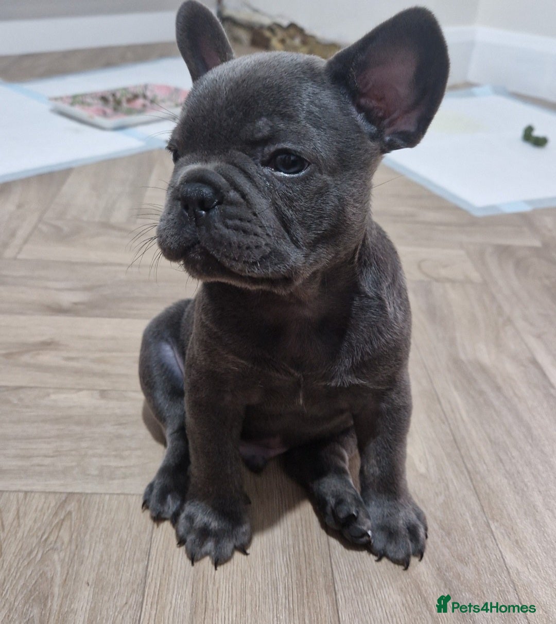 French Bulldog dogs for sale: Blue male French bulldog  - Image 3