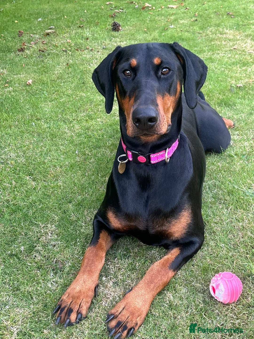 Dobermann dogs for sale: Evalesco Dobermanns - Advert 3