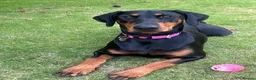 Dobermann dogs for sale: Evalesco Dobermanns - Advert 5