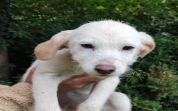 Labradoodle dogs for sale: Labradoodle / Fox Red Labrador X Puppies - Image 30