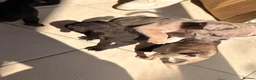 French Bulldog dogs for sale: French bulldog puppies  - Advert 23