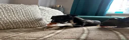 Mixed Breed dogs for sale: Italian greyhound x whippet pups - Advert 3