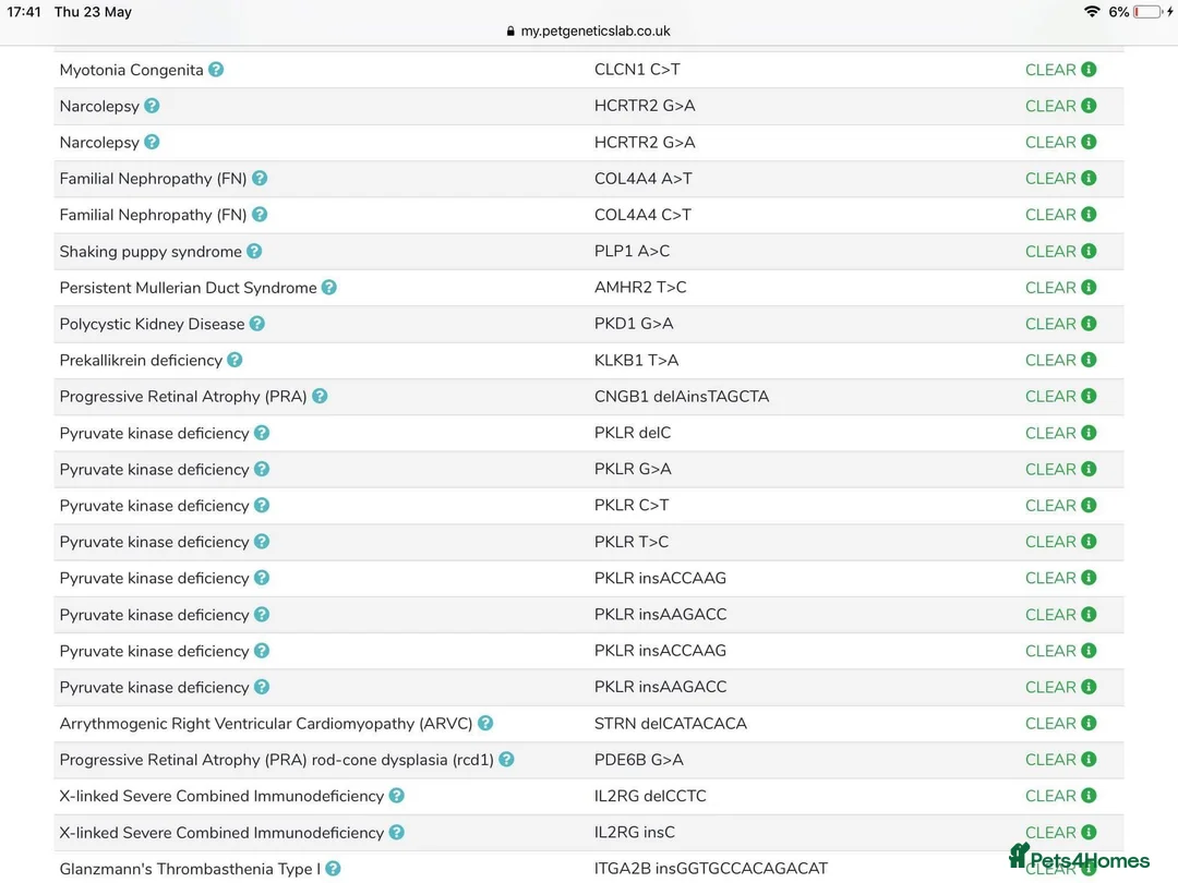 Toy Poodle dogs for stud: Champion Line KC Apricot Toy Poodle Stud in Ringwood - Advert 21