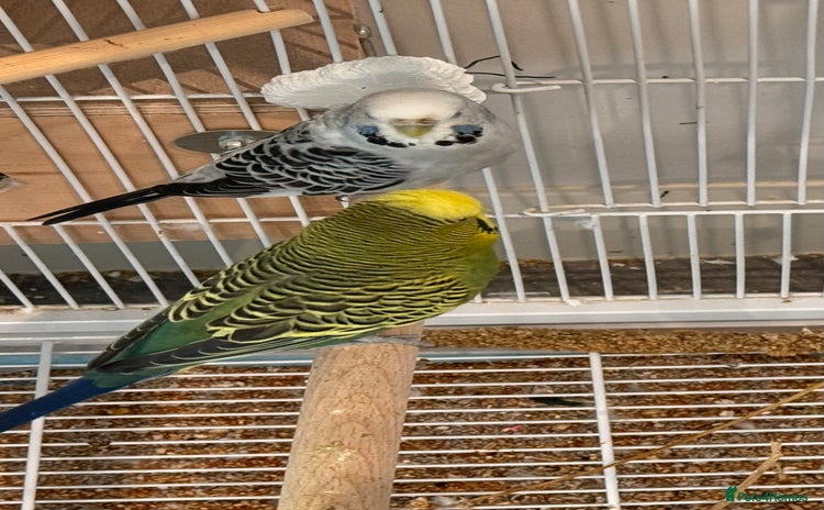 Budgerigars birds - Advert 4
