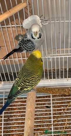 Budgerigars birds - Advert 2