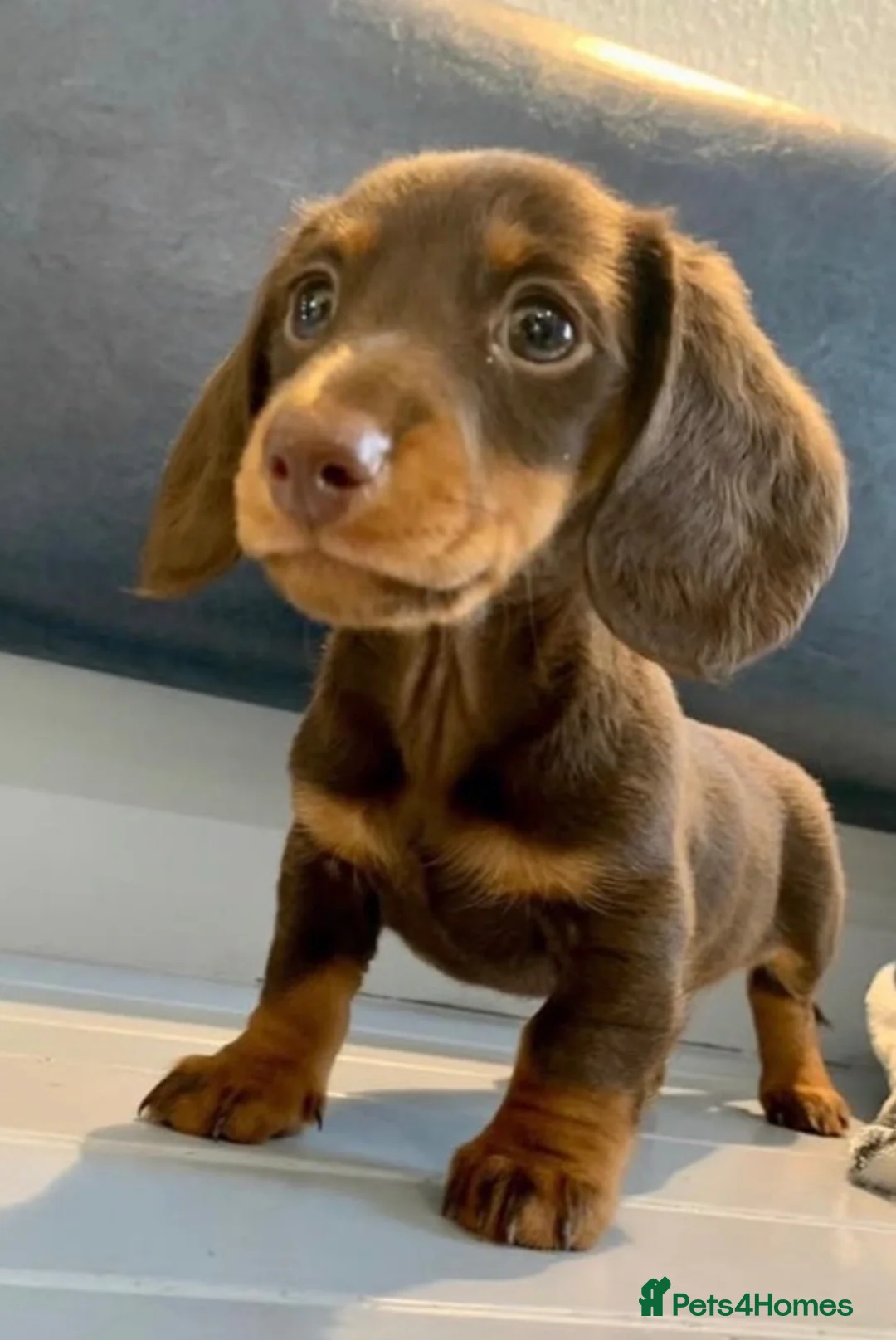 Miniature Dachshund dogs for stud: Miniature dachshund for stud - Advert 6