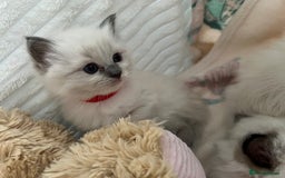 Ragdoll cats for sale: Seal Mitted Ragdoll babies, 4 girls 1 boy - Image 18