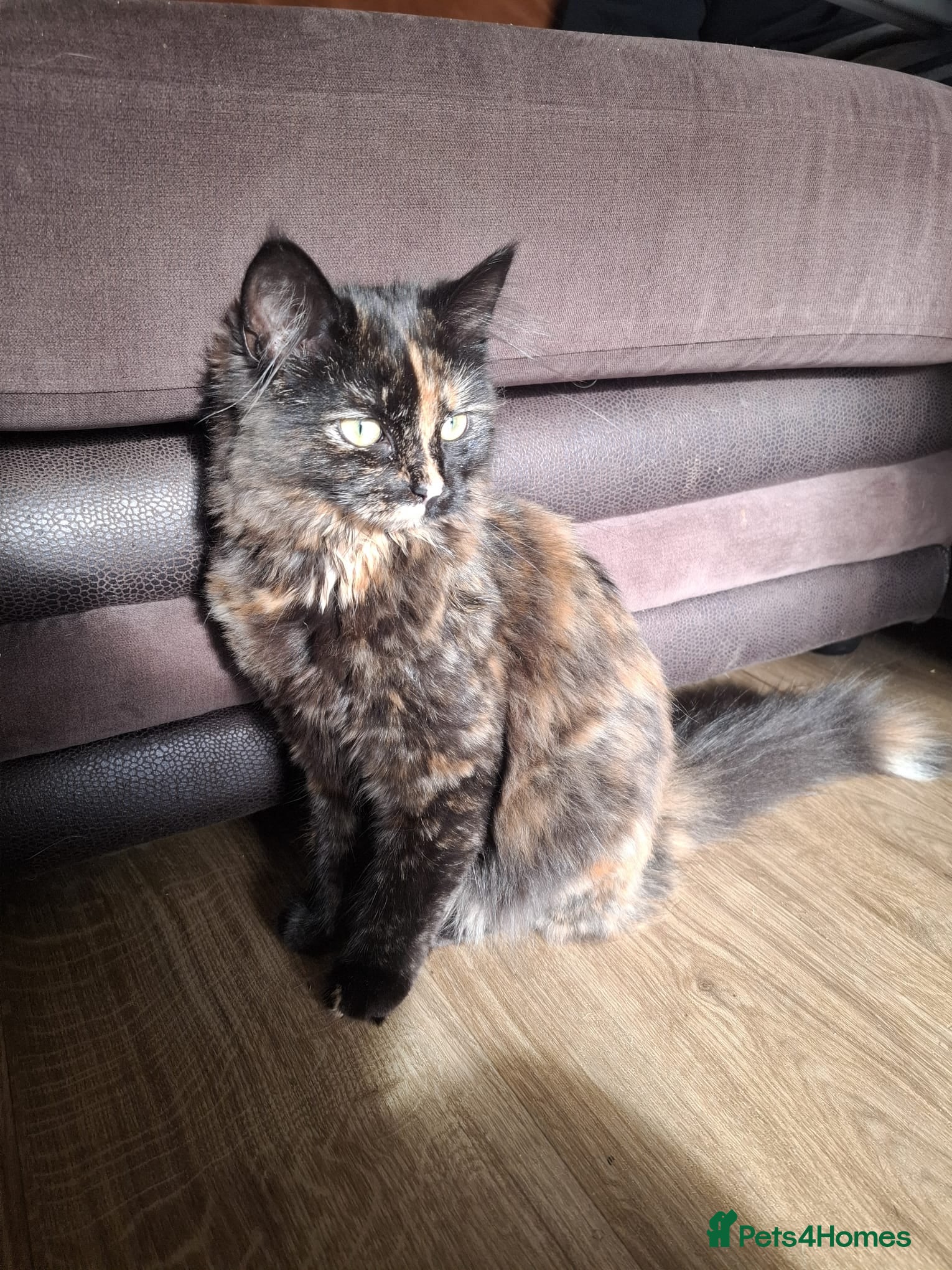 Mixed Breed cats Fluffy 6 month kitten - Advert 1