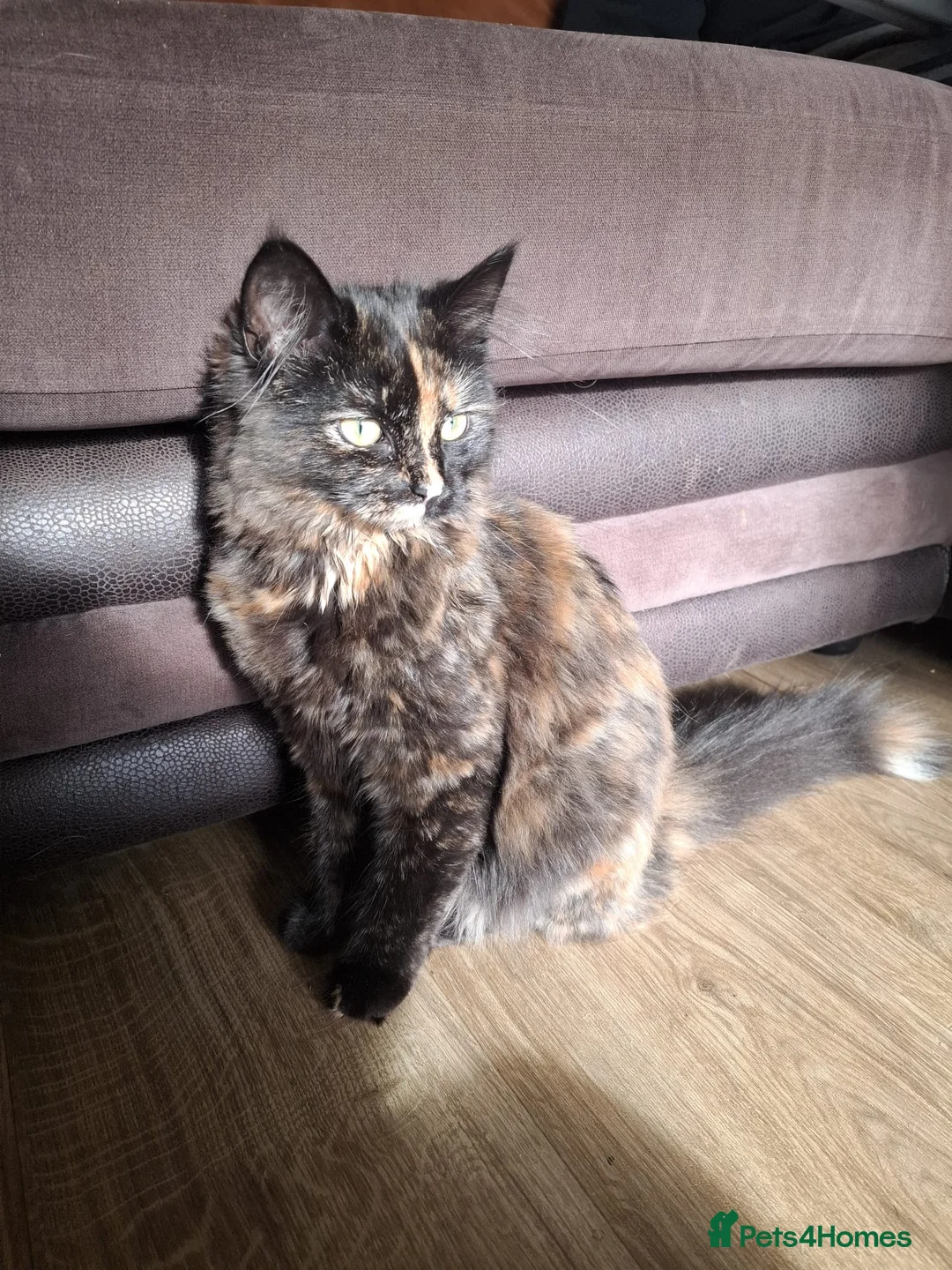 Mixed Breed cats for sale: Fluffy 6 month kitten - Advert 1