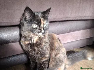 Mixed Breed cats Fluffy 6 month kitten - Advert 1