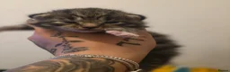 Mixed Breed cats for sale: 3 beautifuk kittens - Advert 12