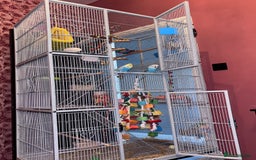 Parakeets birds for sale: Baby budgie boy named gizmo  - Image 4