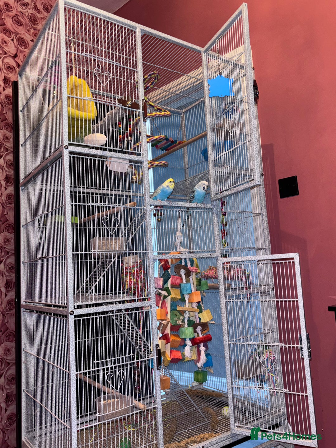 Parakeets birds for sale: Baby budgie boy named gizmo  - Image 4