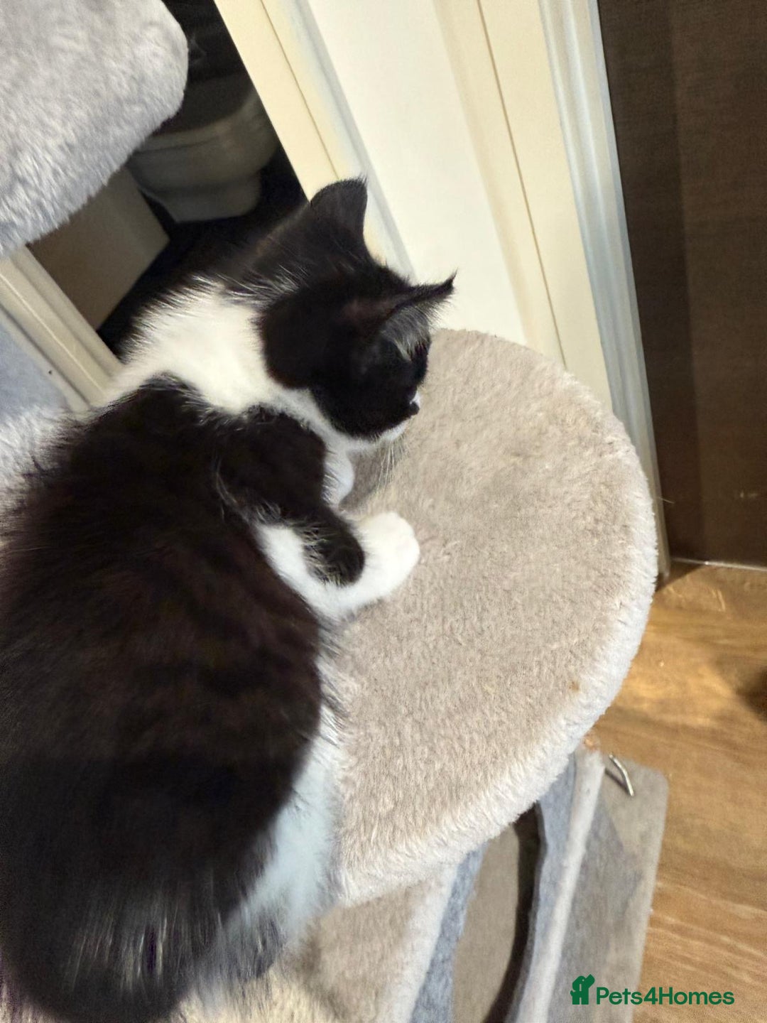 Mixed Breed cats for sale: 3 adorable female kittens  - Image 12