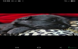 German Shepherd dogs for sale: BOTH PARENTS ARE ALL DNA TESTS CLEAR  - Image 3
