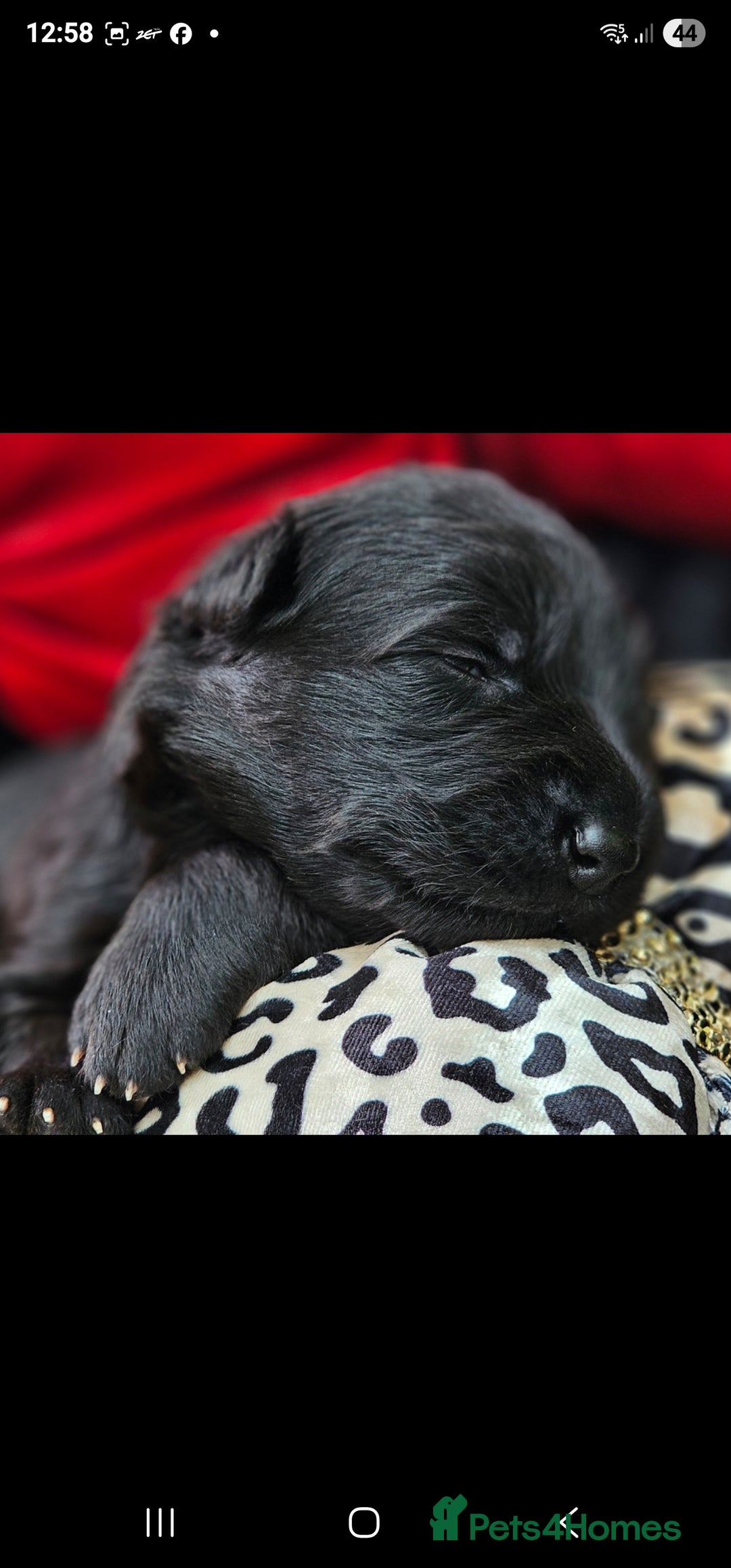 German Shepherd dogs for sale: BOTH PARENTS ARE ALL DNA TESTS CLEAR  - Image 3