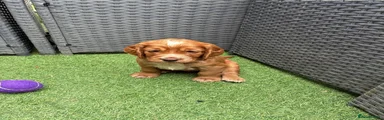 Cocker Spaniel 3
