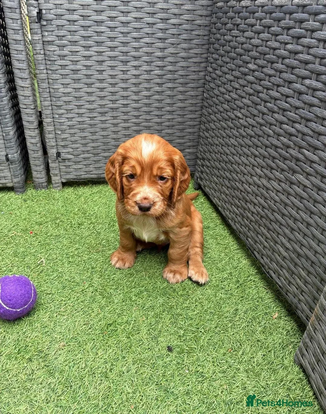 Cocker Spaniel dogs for sale: Beautiful Cocker Spaniel Puppies 2 Boys & 2 Girls  in Manchester - Advert 5