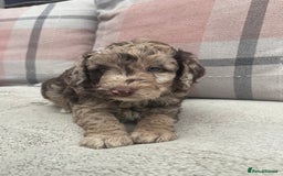 Cockapoo dogs for sale: f1b toy  stunning cockerpoos  - Image 8