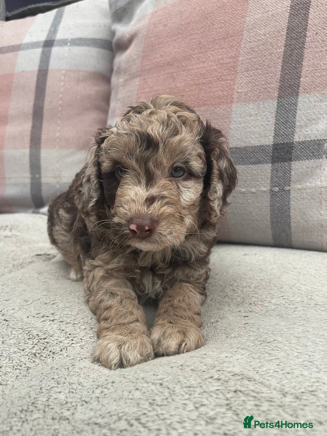 Cockapoo dogs for sale: f1b toy  stunning cockerpoos  - Image 8
