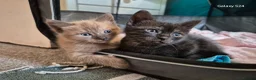 Mixed Breed cats for sale: 2 gorgeous girls  - Advert 9