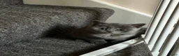 British Shorthair cats for sale:     British Shorthair Kittens  - Advert 12