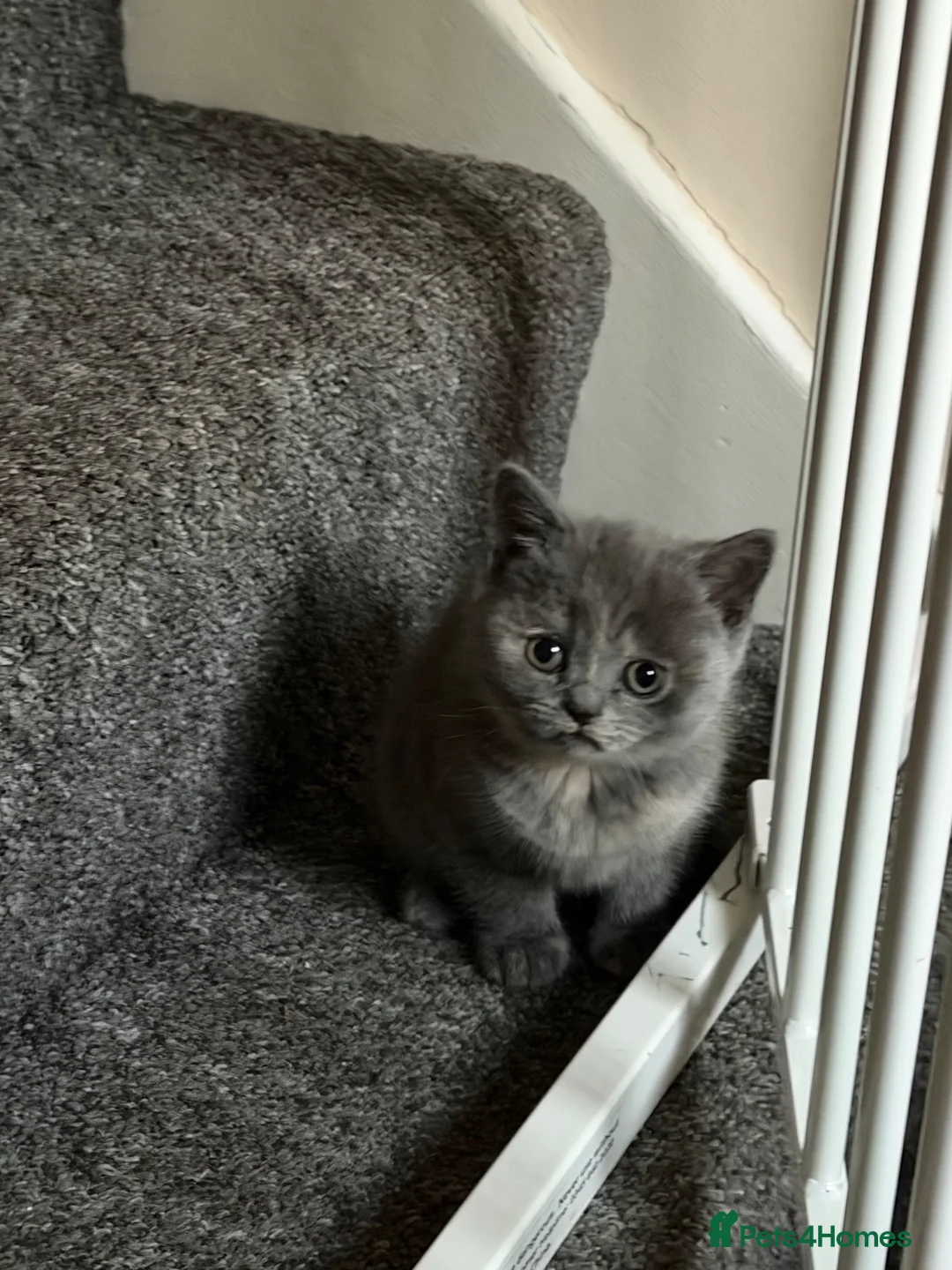 British Shorthair cats for sale:     British Shorthair Kittens  - Advert 12