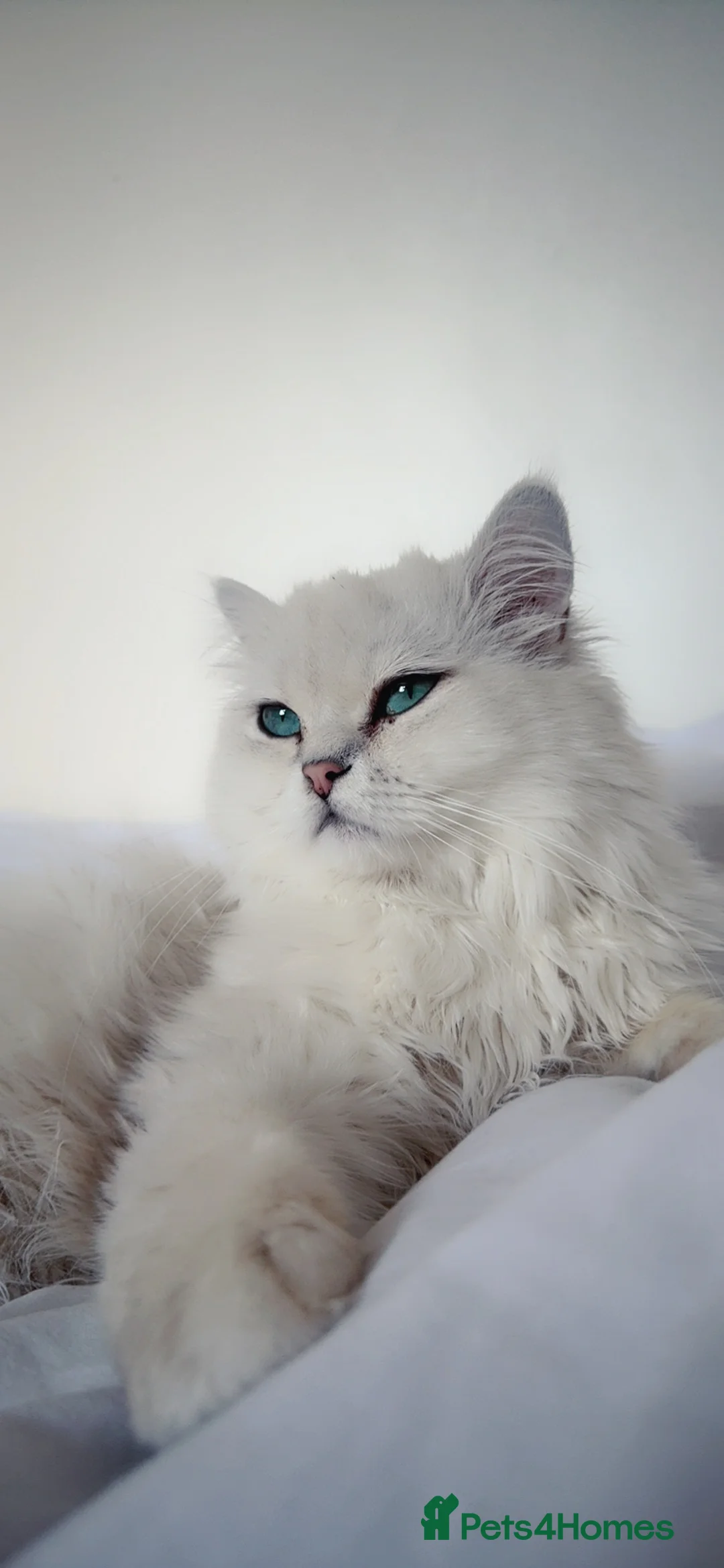 Persian cats for sale: Persian Chinchilla male, white with silver tips - Advert 1